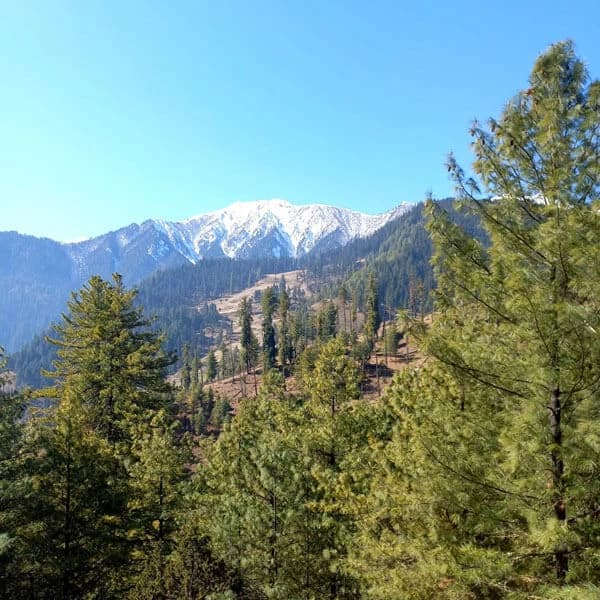 Rara Lake Surrounded by Alpine Forest