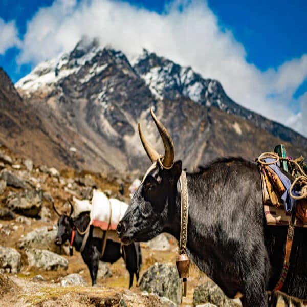 Yak mode of Transport