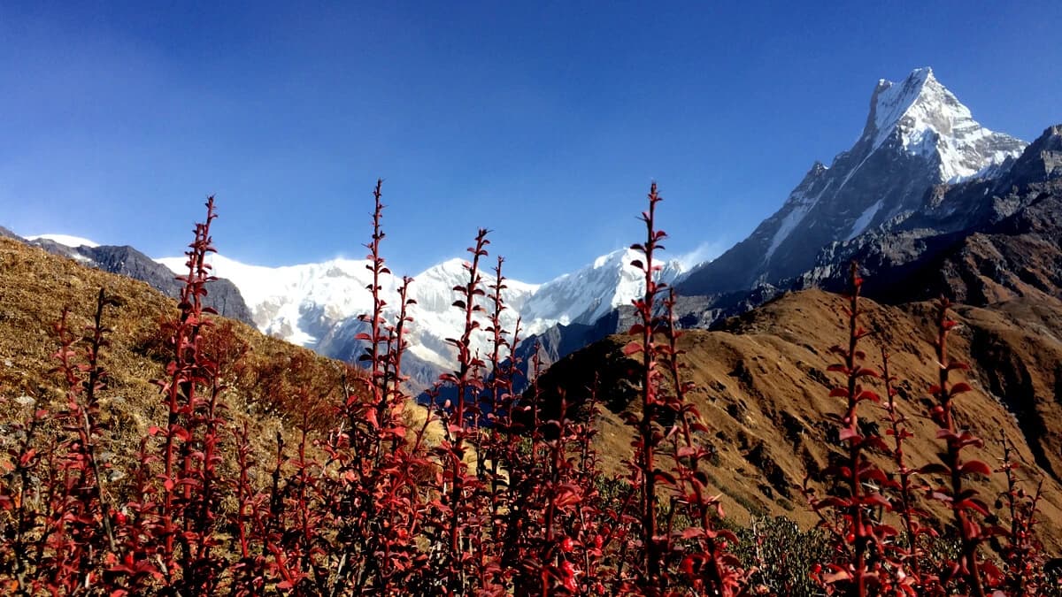 Machhapuchre View from Along the Trek