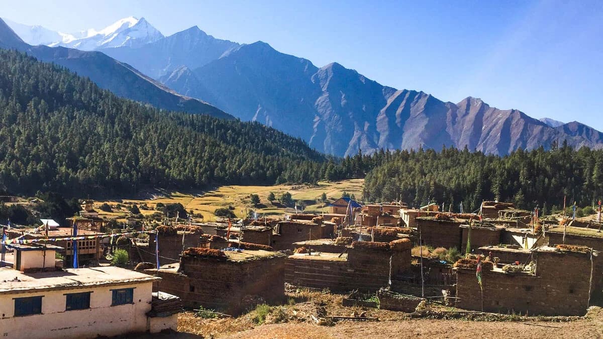 Sun-dranched the Meadow