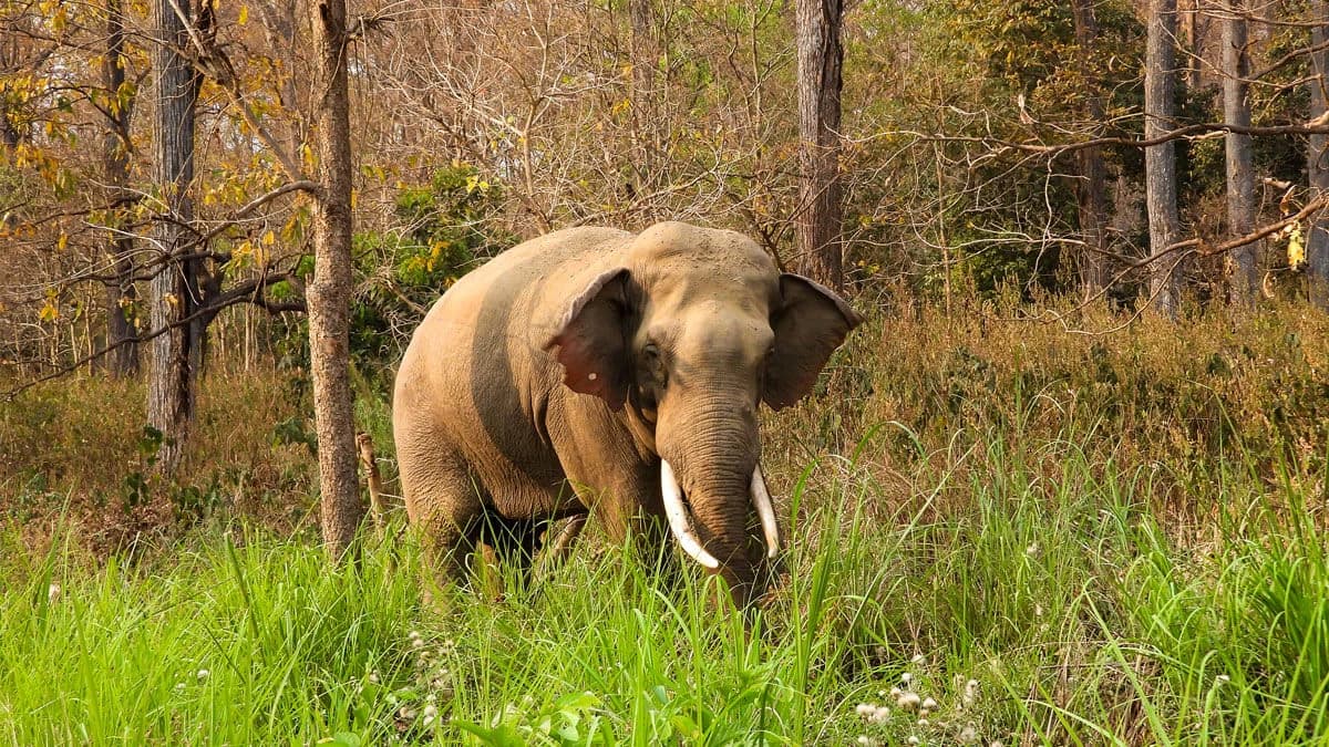 Wild Elephant in Bardia