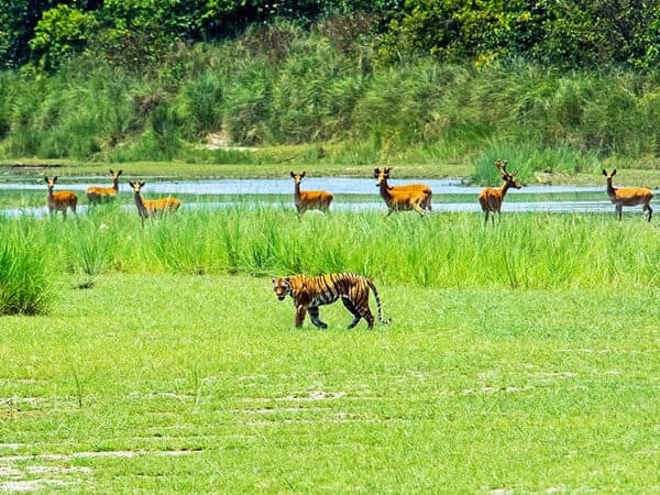 Animal Kingdom Dardia National Park