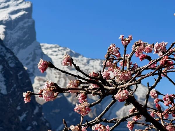 Cherry Blossom In Himalayas