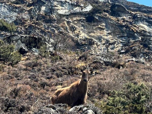 Mountain Goat At Deurali