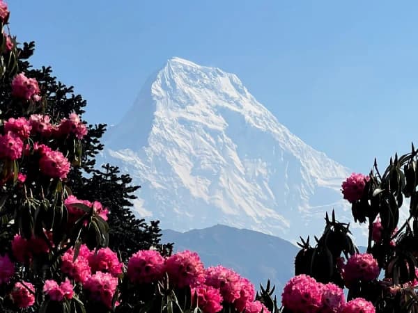 Rhododendron With Annapurna South