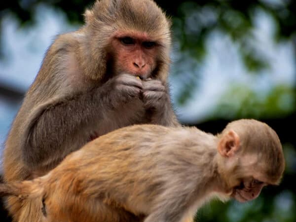 Monkeys Around Swoyambhu Stupa